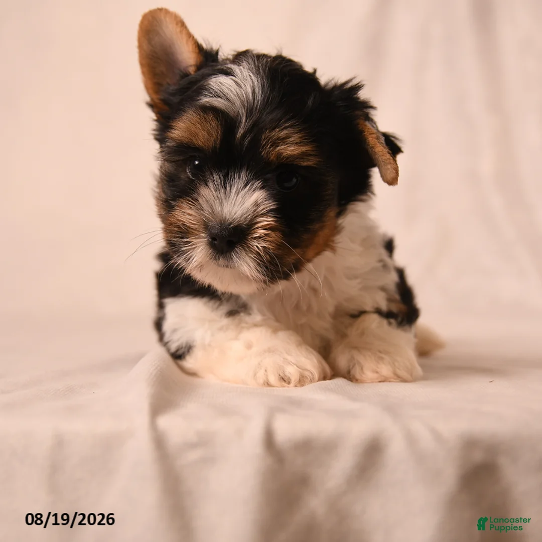 Biewer Terrier dogs for sale: Charlotte - Ad 2