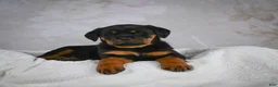Rottweiler dogs for sale: Princess - Ad 6