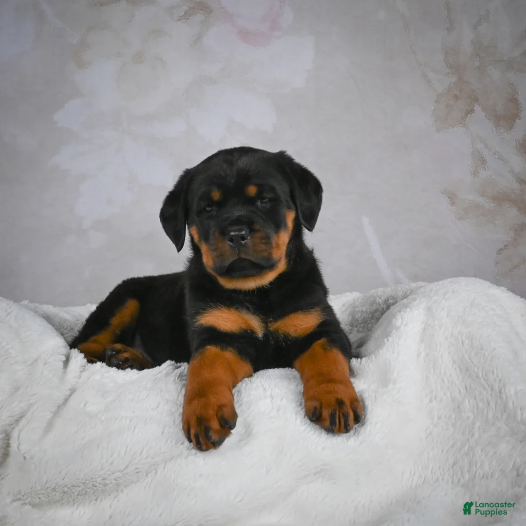 Rottweiler dogs for sale: Princess - Ad 6