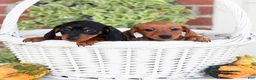 Miniature Dachshund dogs for sale: Butterscotch  - Ad 5