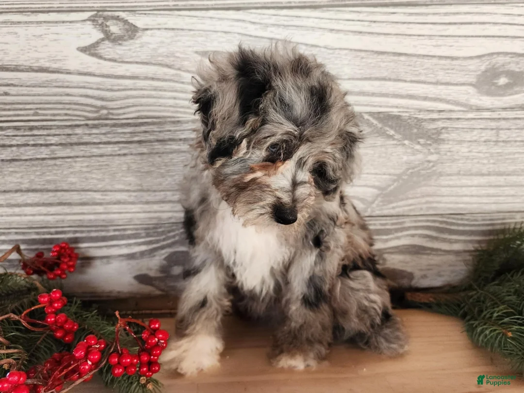 Mini Bernedoodle dogs for sale: Angel - Ad 1