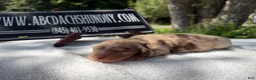 Miniature Dachshund dogs for sale: AKC Russian ch line - Ad 3