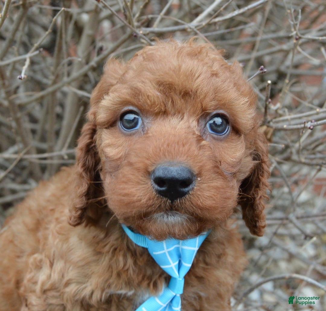 Irish Doodle dogs for sale: Mini Ivan - Ad 7