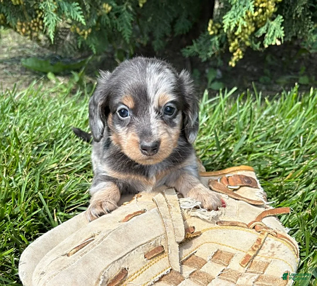 Miniature Dachshund dogs for sale: Nala - Ad 1