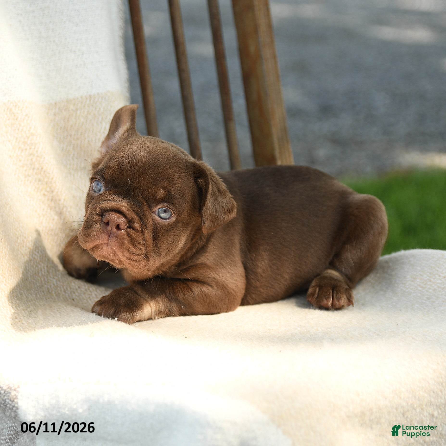 French Bulldog dogs Reese - Ad 2