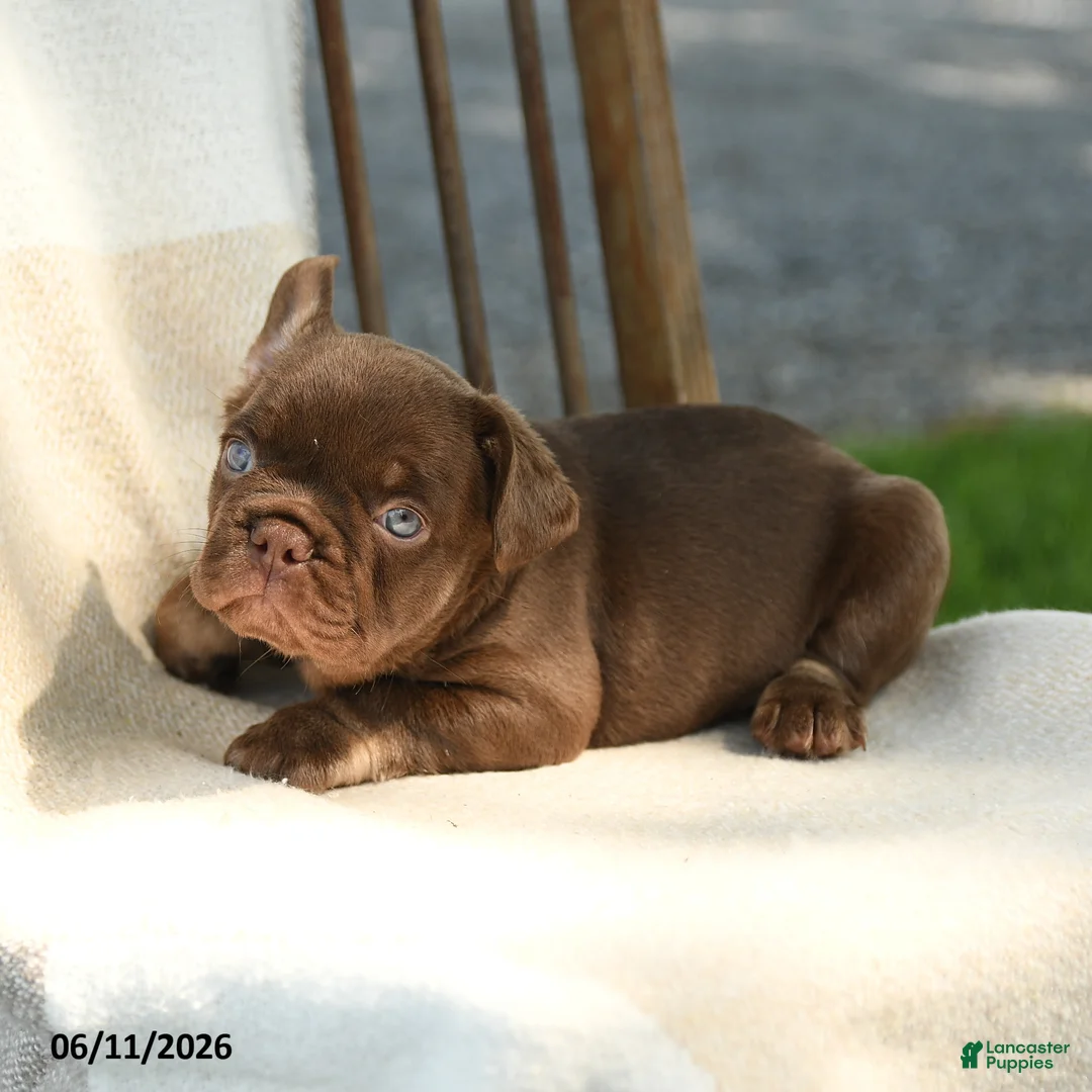 French Bulldog dogs for sale: Reese - Ad 2