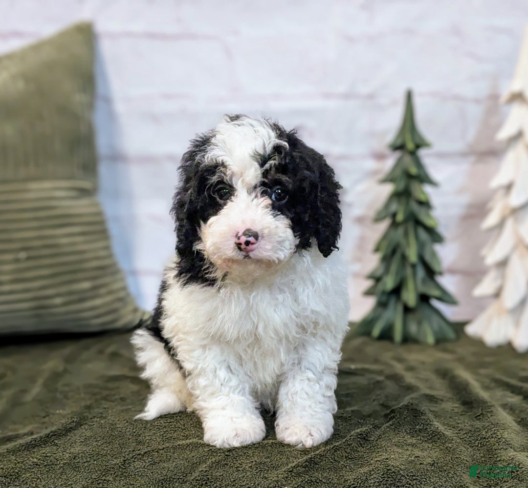 Bernedoodle dogs for sale: Oliver - Ad 4