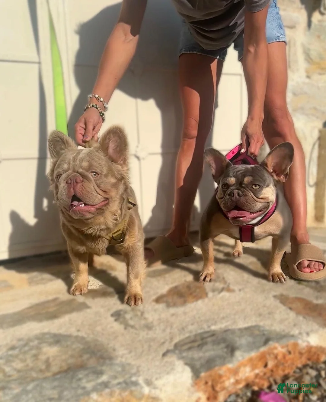 Gallery Image {{count}}