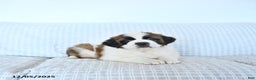 Saint Bernard dogs for sale: Santa   - Ad 4