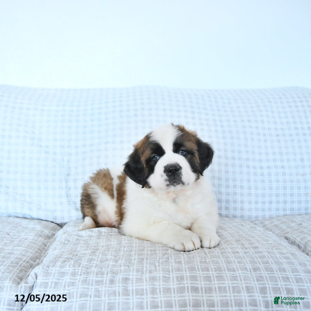 Saint Bernard dogs for sale: Santa   - Ad 4