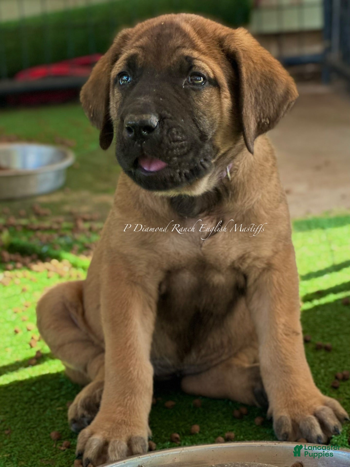 English Mastiff dogs Adrian (Purple) - Ad 1