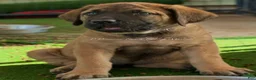 English Mastiff dogs for sale: Adrian (Purple) - Ad 1