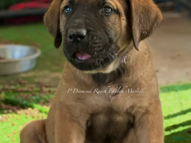English Mastiff dogs for sale: Adrian (Purple) - Ad 1