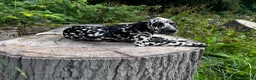 Dalmatian dogs for sale: Sydney - Ad 3