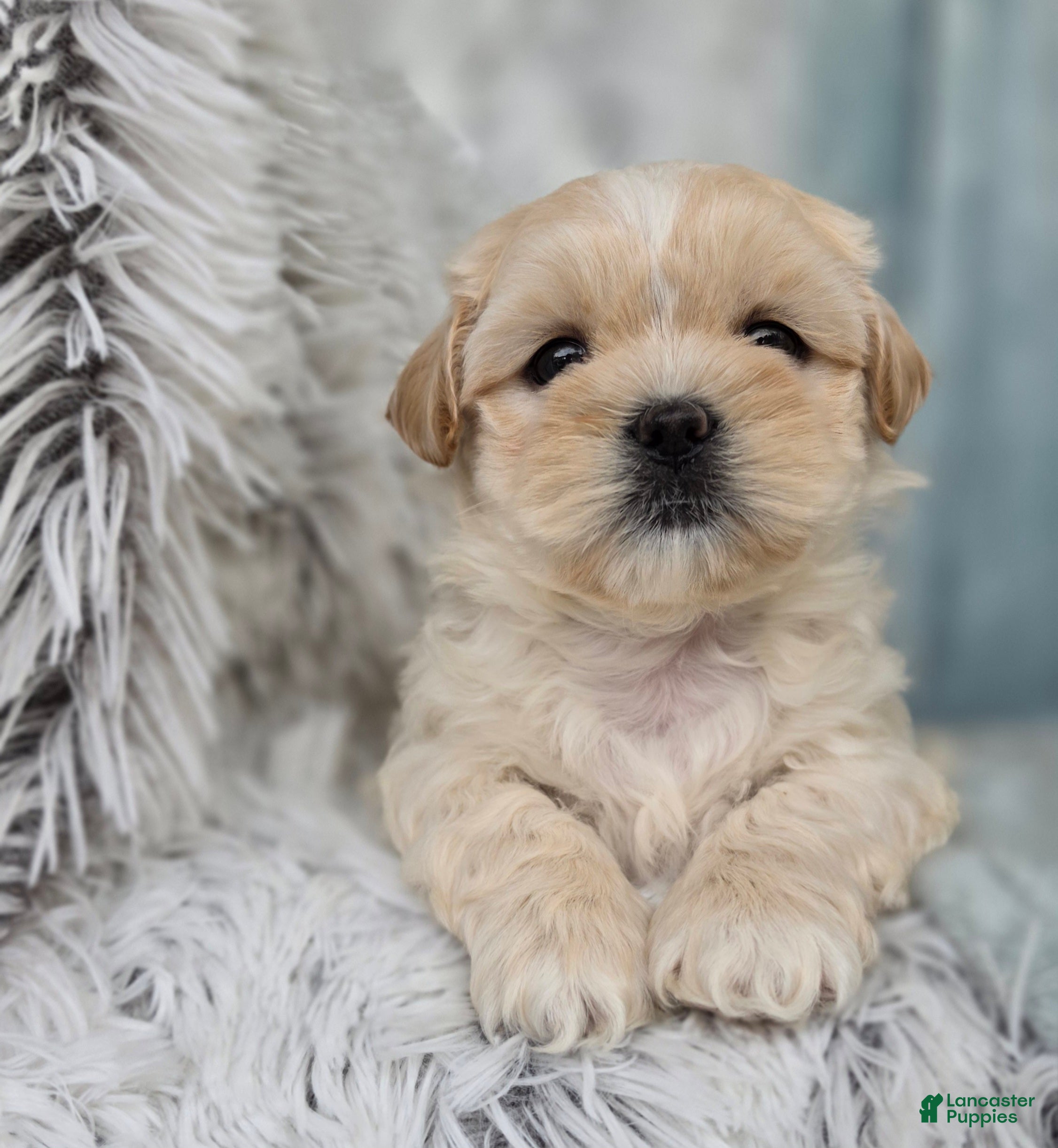 Shihpoo dogs Marshmallow - Ad 2