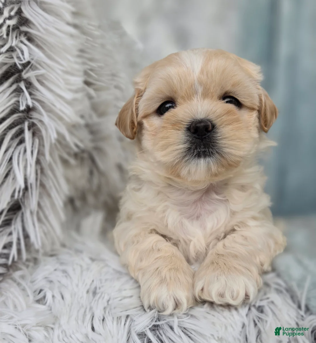 Shihpoo dogs for sale: Marshmallow - Ad 2