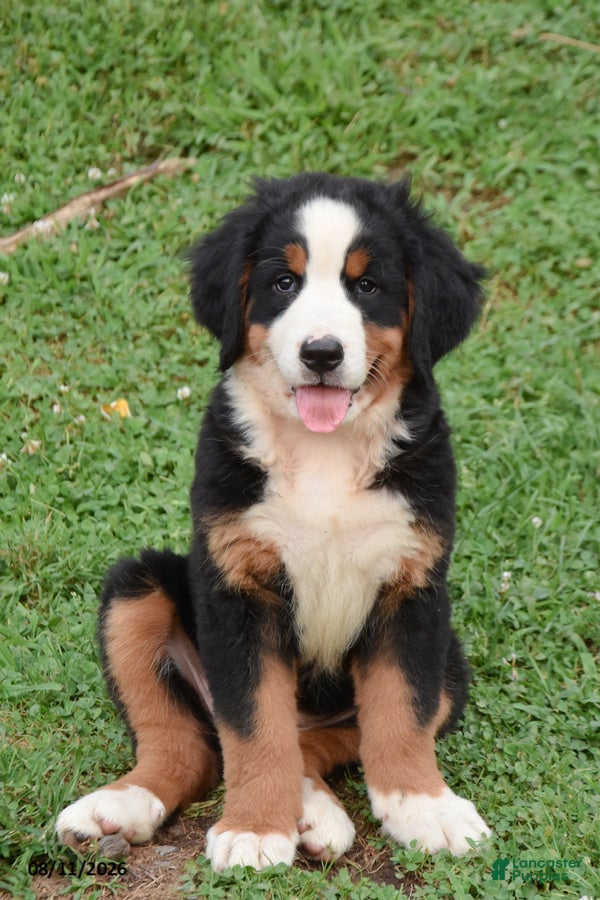Bernese Mountain Dog dogs Emmy - Ad 2