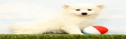 Pomsky dogs for sale: Nicole - Ad 3