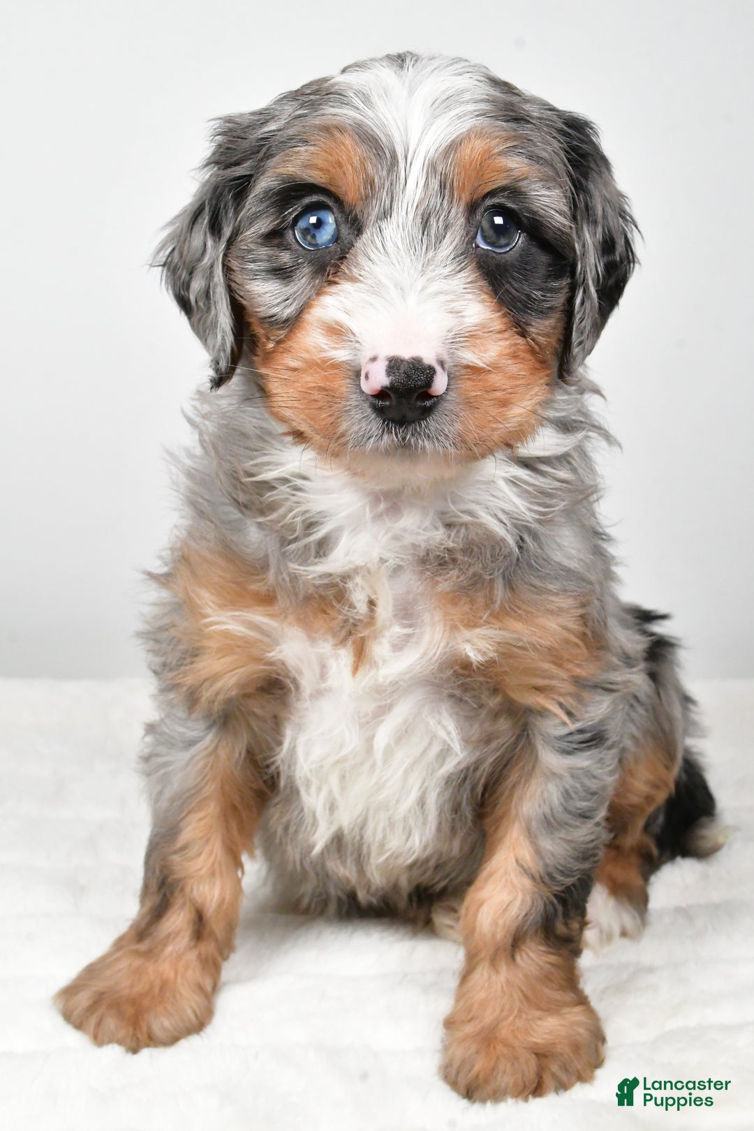 Mixed Breed dogs for sale: Grant - Ad 12