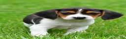 Beagle dogs for sale: Bo - Ad 3