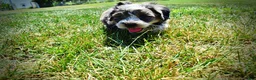 Havapoo dogs for sale: Icon - Ad 23