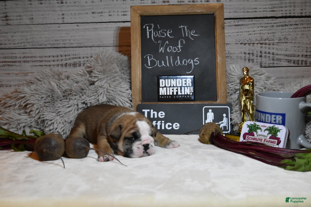 English Bulldog dogs for sale: Dwight - Ad 6