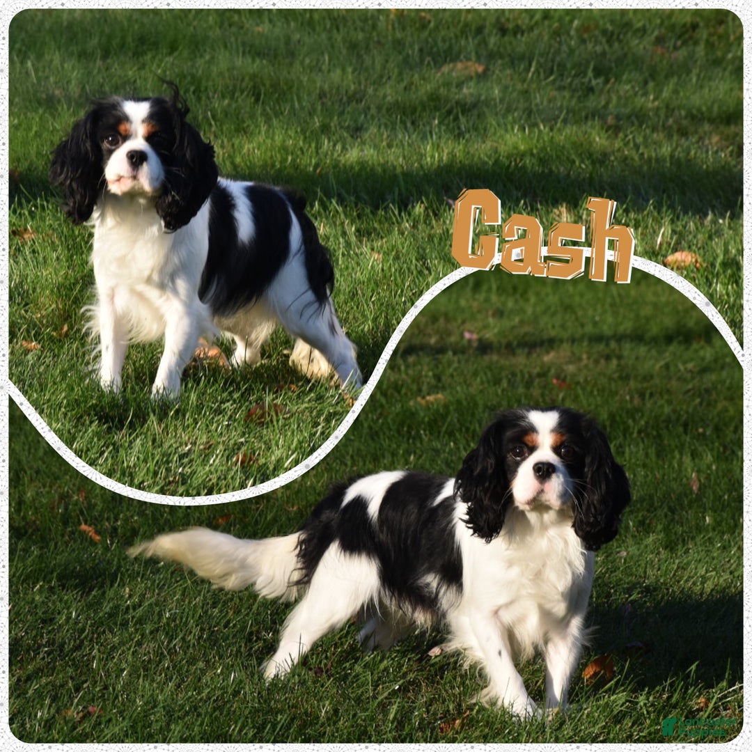 Cavalier King Charles Spaniel dogs for sale: Comet - Ad 7