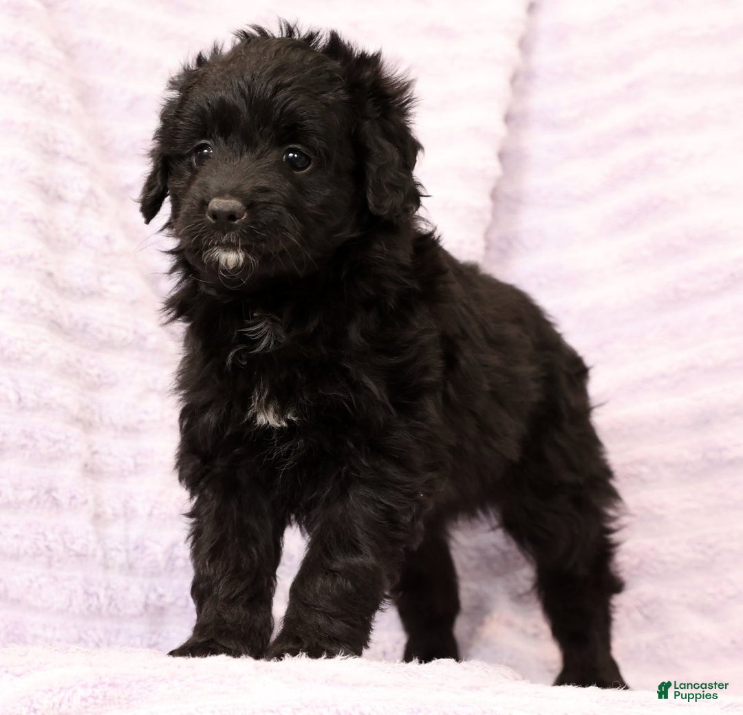 Mini Aussiedoodle dogs for sale: Suzie - Ad 7