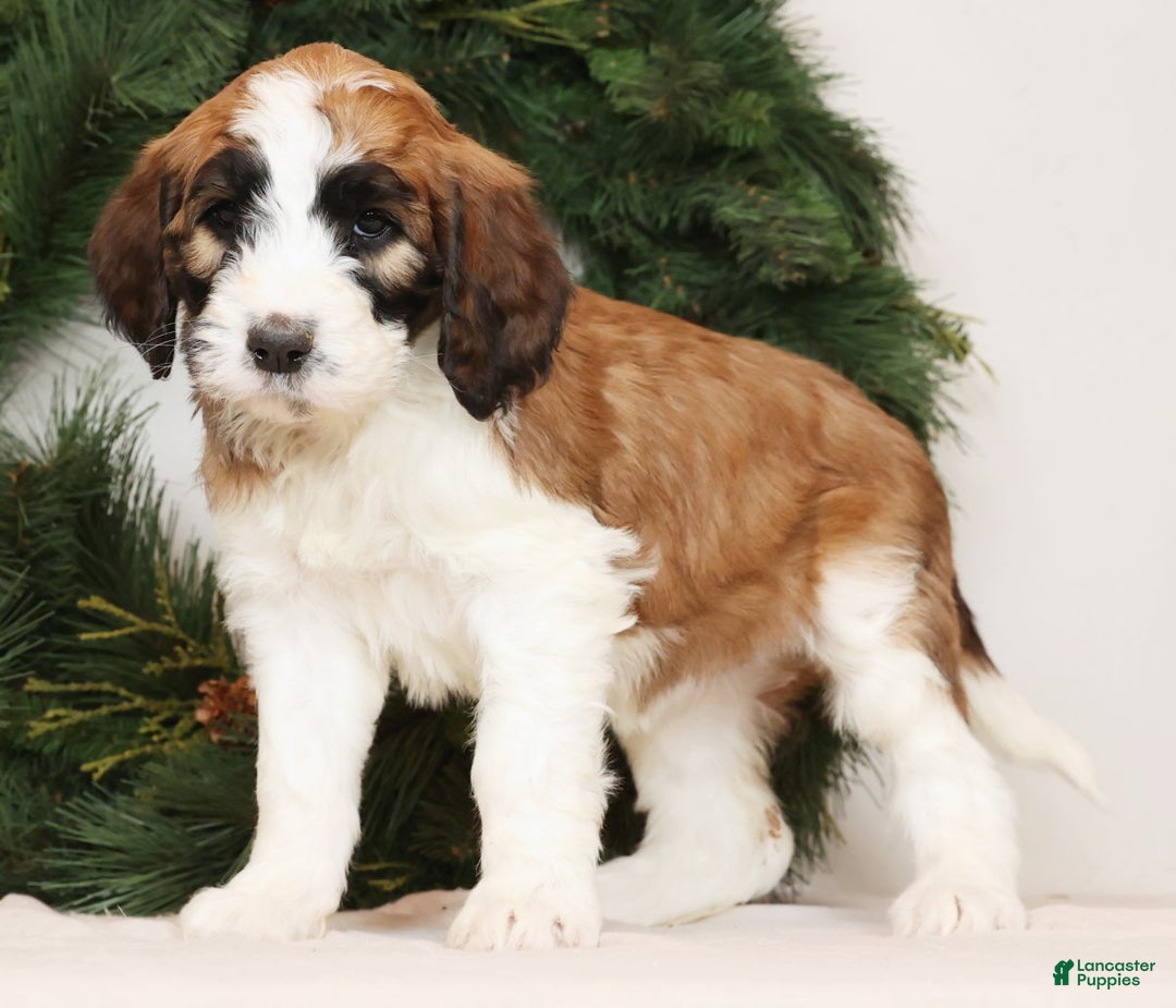 Saint Berdoodles dogs for sale: Cinnamon - Ad 1