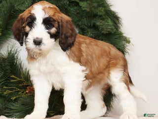 Saint Berdoodles dogs Cinnamon - Ad 7