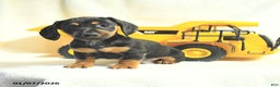 Miniature Dachshund dogs for sale: Dusty - Ad 4