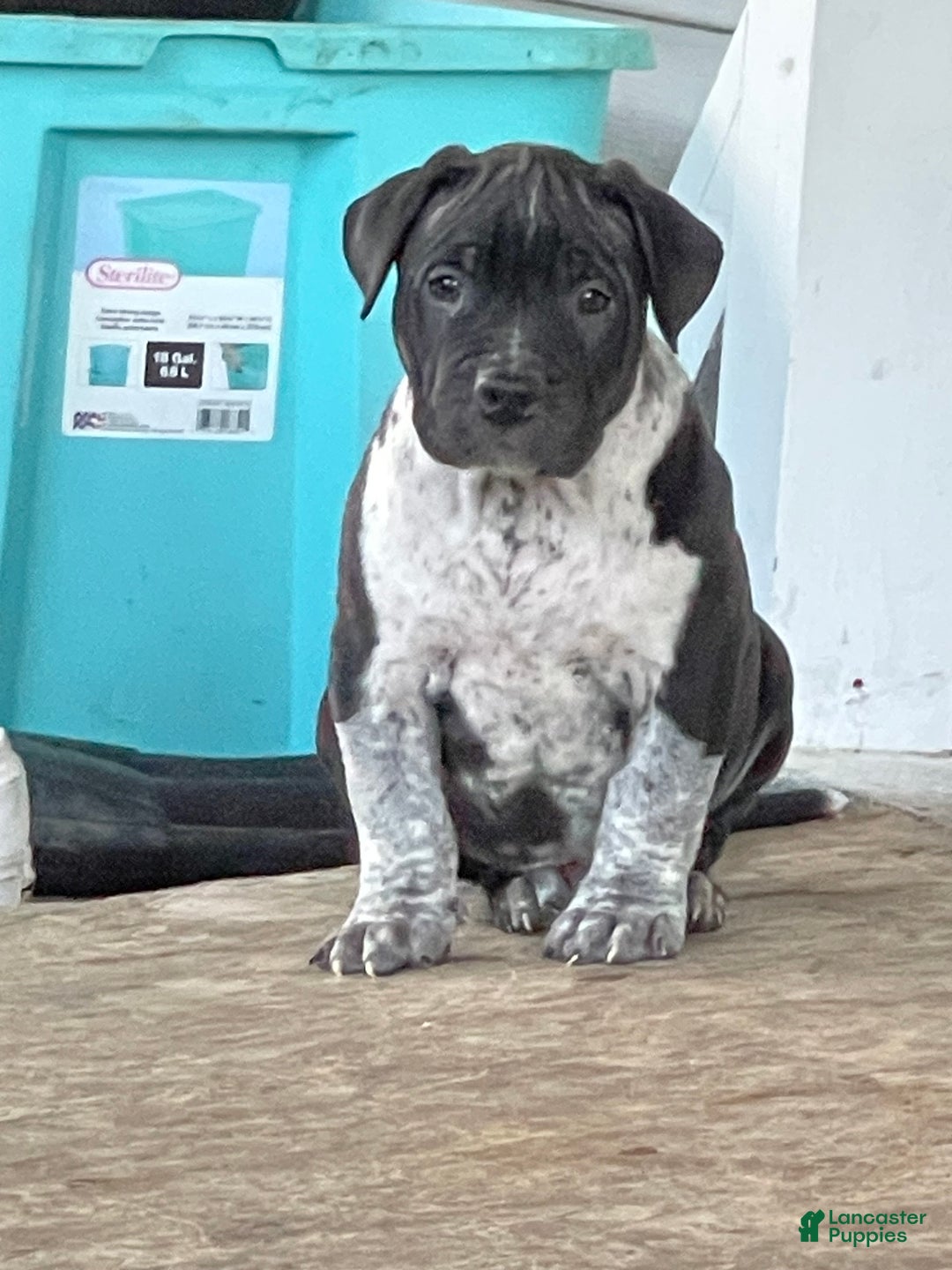 American Bully dogs for sale: Brisco - Ad 1