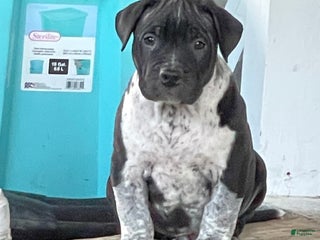American Bully dogs Brisco - Ad 3