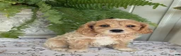 Cockapoo dogs for sale: Bella  - Ad 5