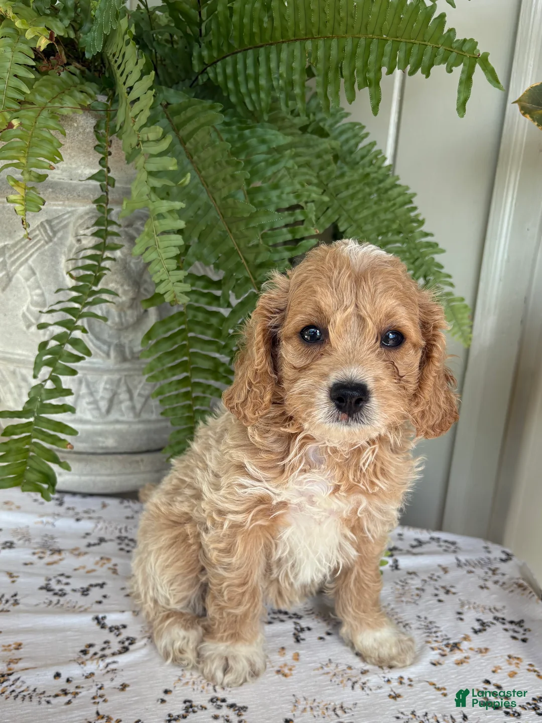 Cockapoo dogs for sale: Bella  - Ad 5