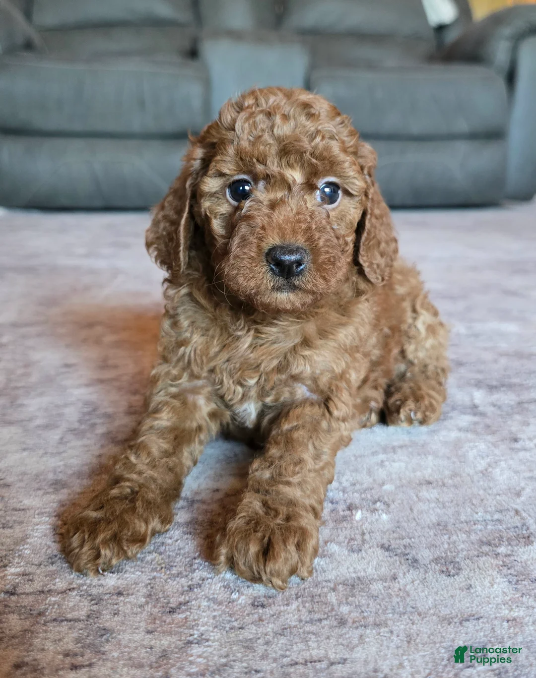 Miniature Poodle dogs for sale: Mini Lilly - Ad 25