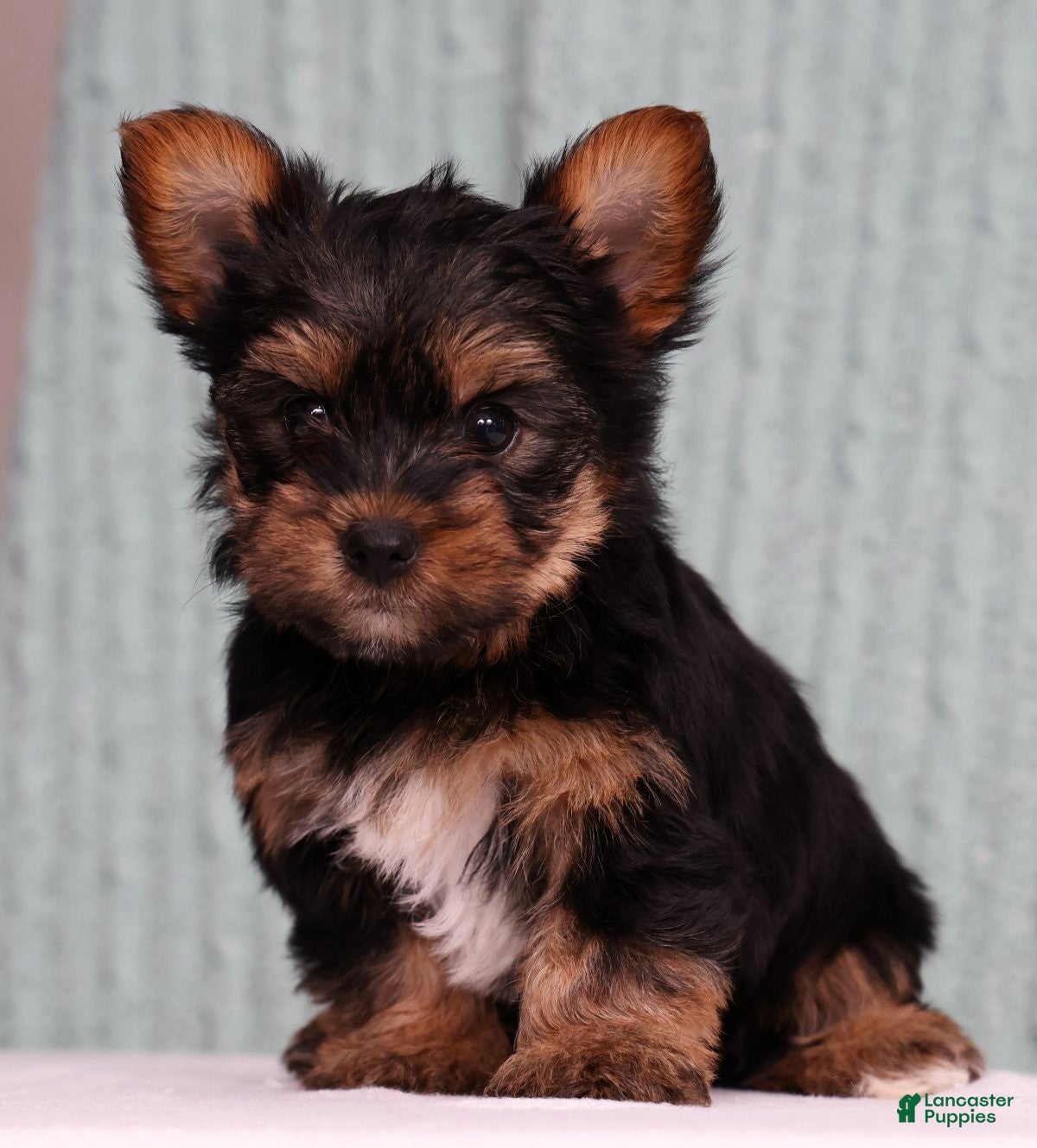Yorkshire Terrier dogs Daisy - Ad 1