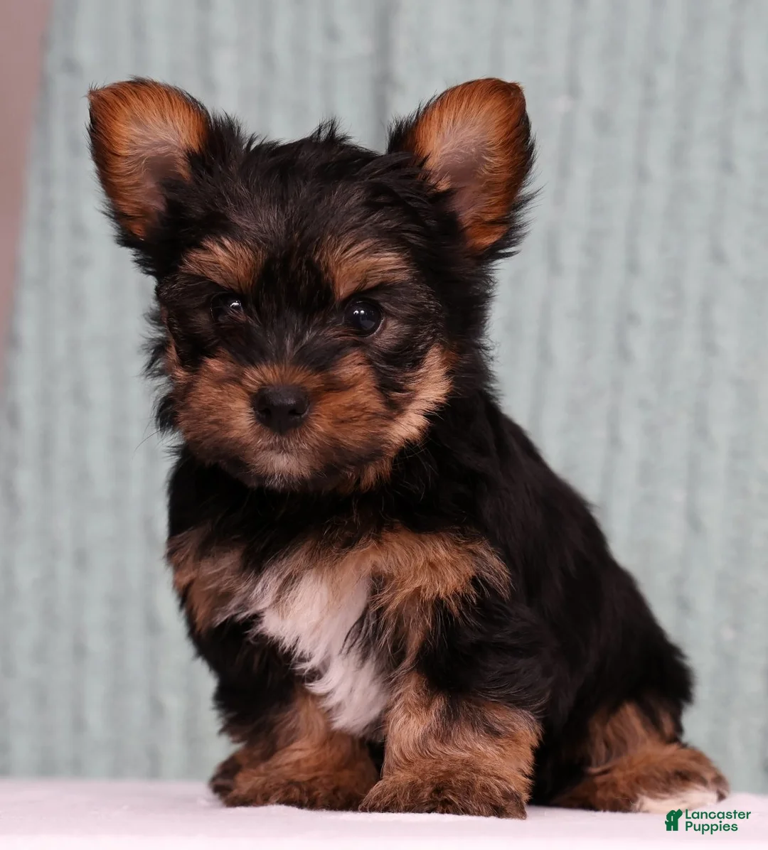 Yorkshire Terrier dogs for sale: Daisy - Ad 1