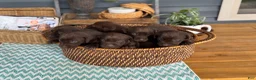 Labrador Retriever dogs for sale: Zoe - Ad 9