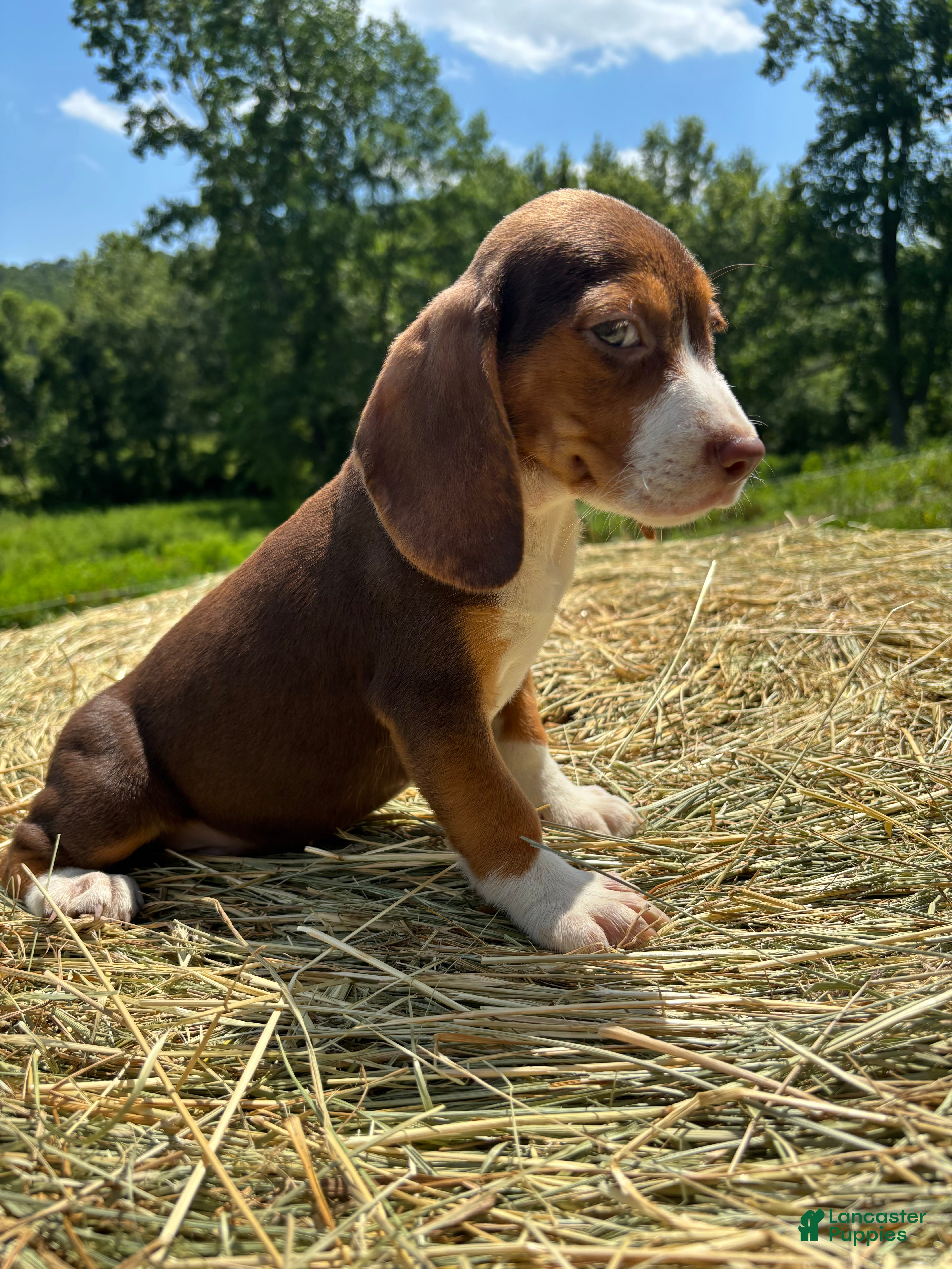 Beagle dogs Beagle 1 - Ad 38