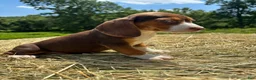 Beagle dogs for sale: Beagle 1 - Ad 1