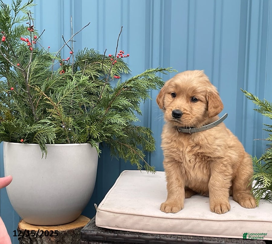 Golden Retriever dogs Cody - Ad 23