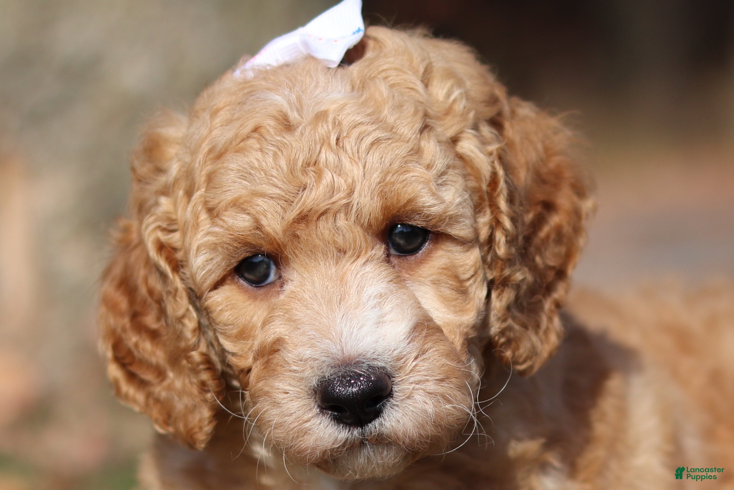 Miniature Poodle dogs for sale: June (AKC) - Ad 1