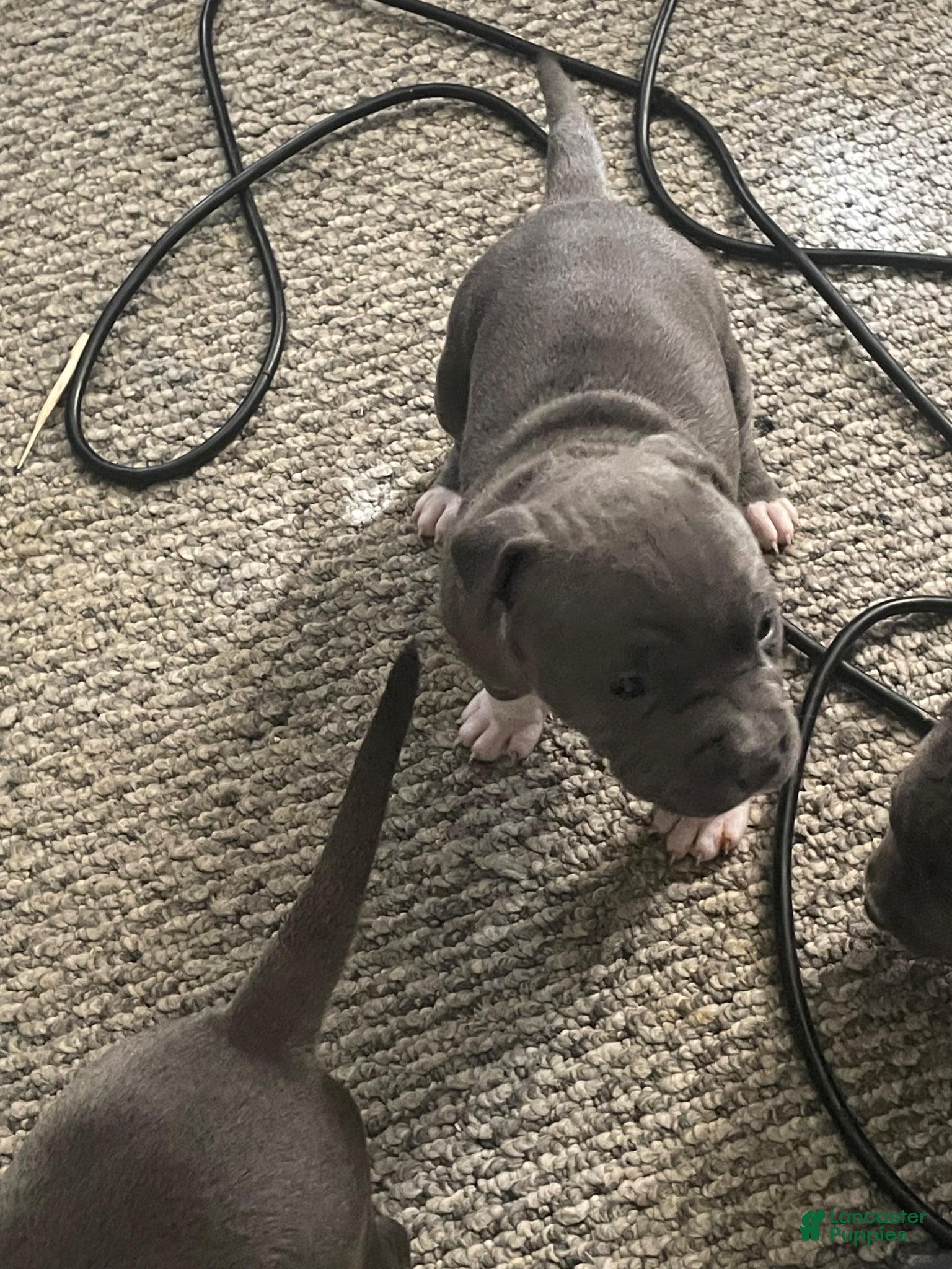 American Bully dogs for sale: American Bully Puppy 2 - Ad 4