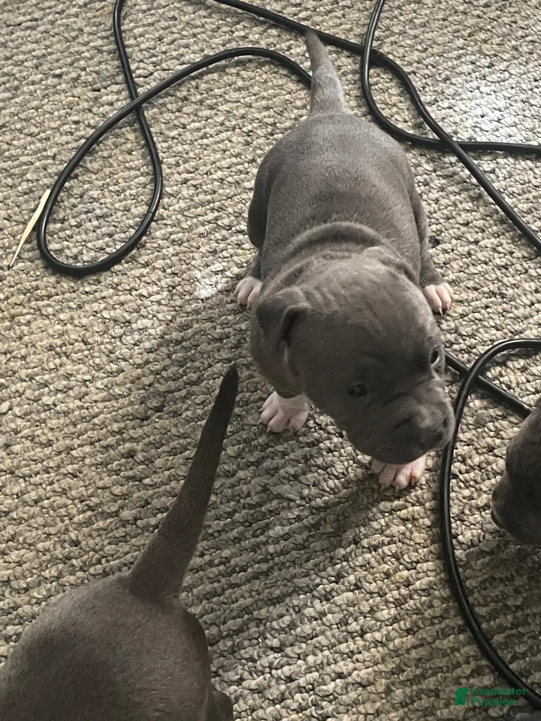 American Bully dogs for sale: American Bully Puppy 2 - Ad 1