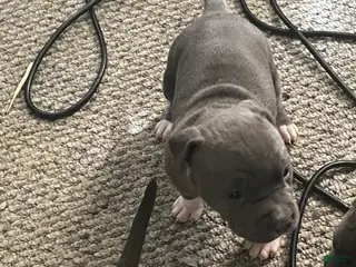 American Bully dogs for sale: American Bully Puppy 2 - Ad 4