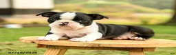 Boston Terrier dogs for sale: Bruno - Ad 3