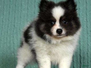 Pomeranian dogs - Ad 19