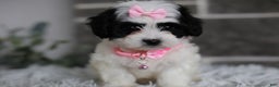 Maltipoo dogs for sale: Bonnie - Ad 17