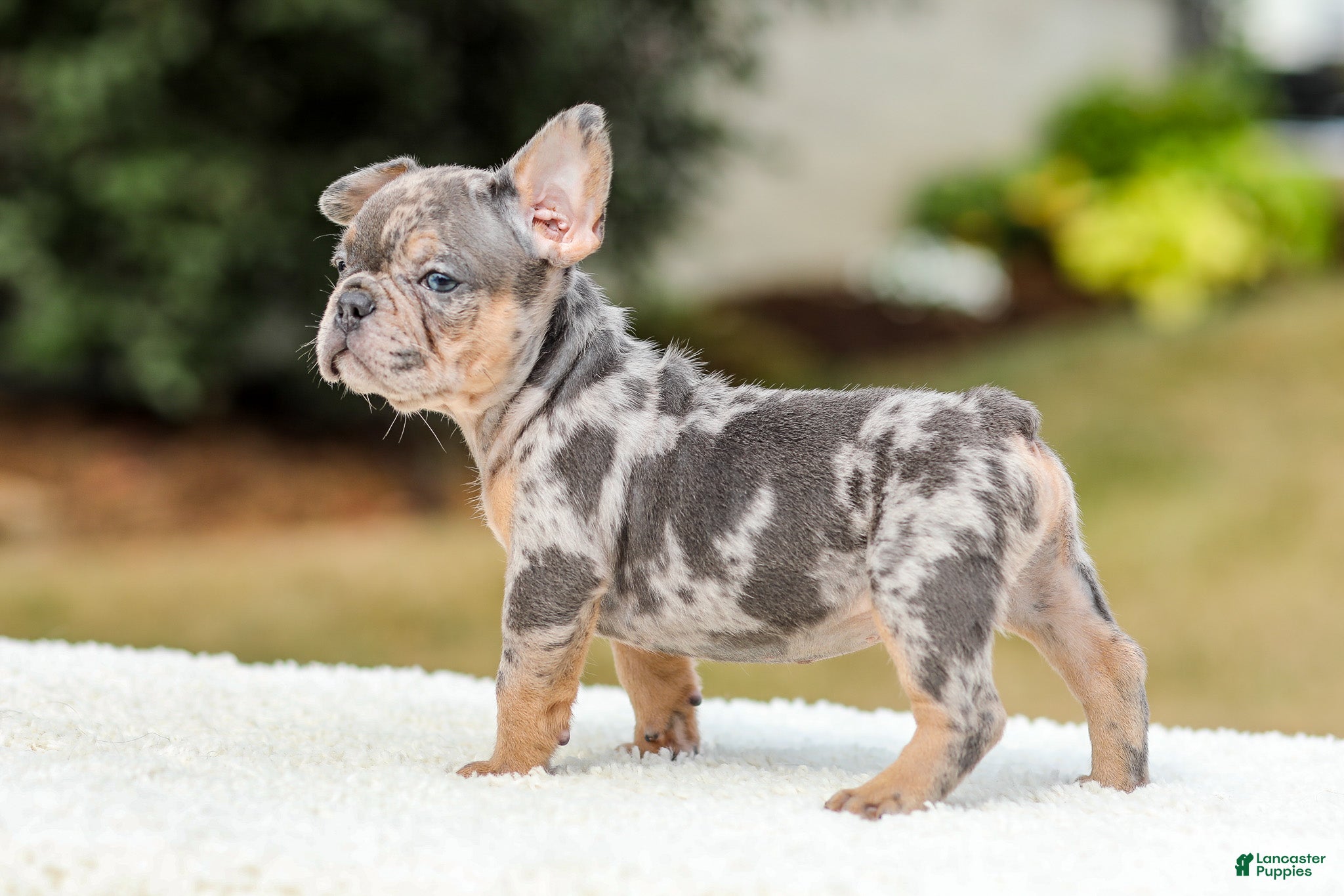 French Bulldog dogs Mason – Blue & Tan Merle - Ad 2